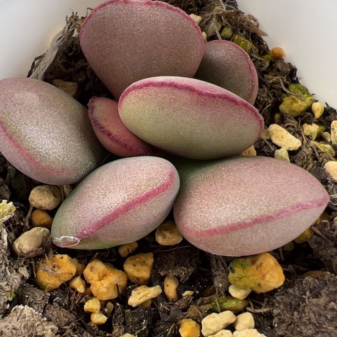 白肌红蛋多头多肉植物