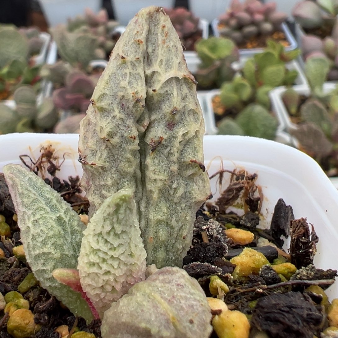 福利款倒刺融化纹冰激凌大苗母叶有点干皮