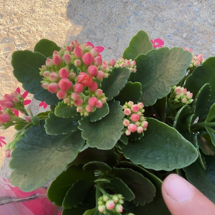 全部花苞橙色大长寿