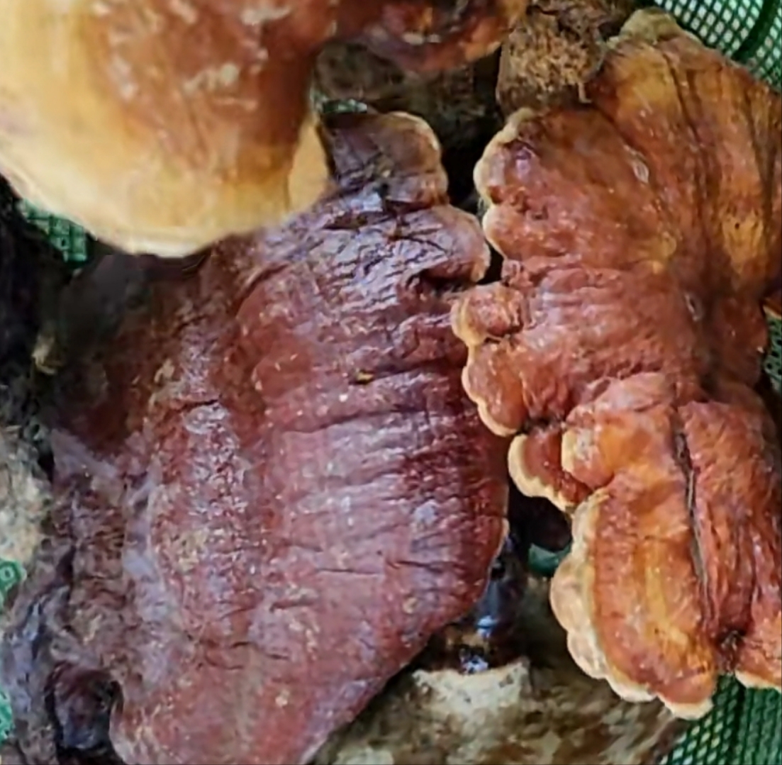 云南山松杉赤灵金边灵芝白肉灵芝可煮水可泡水