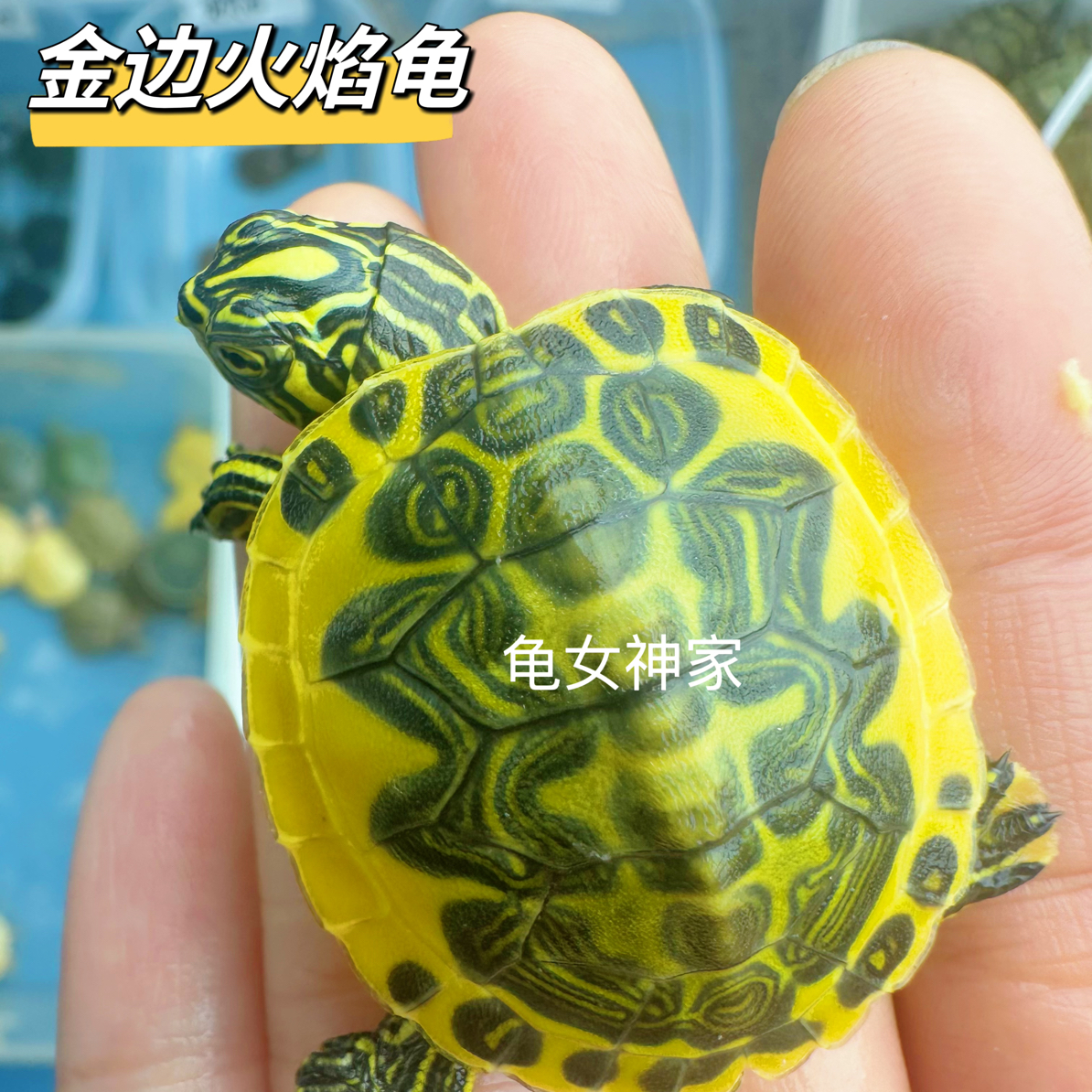 火焰金边火焰龟深水龟活物可鱼缸混养适合家养的观赏宠物龟