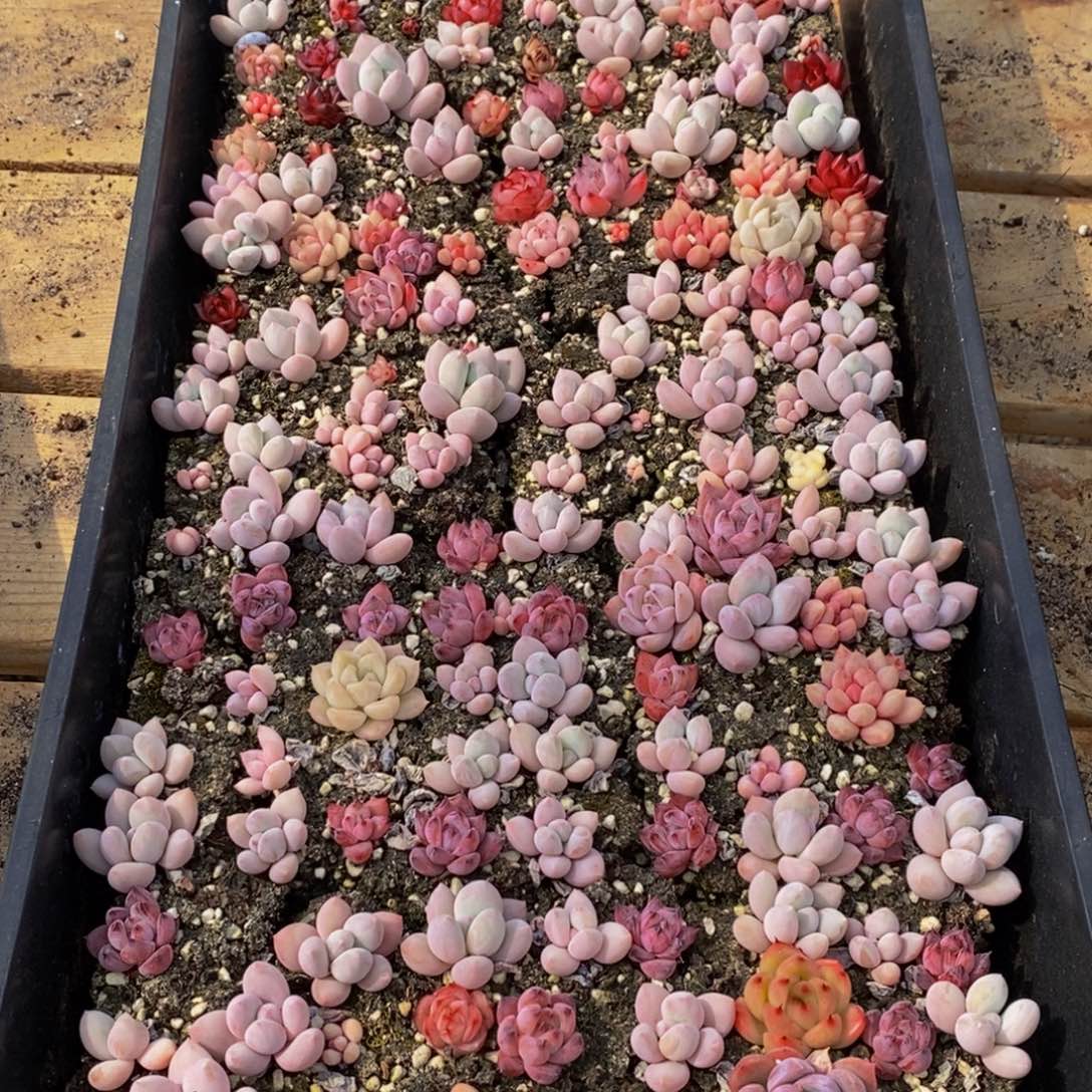 764多肉植物保护研究所所长助理