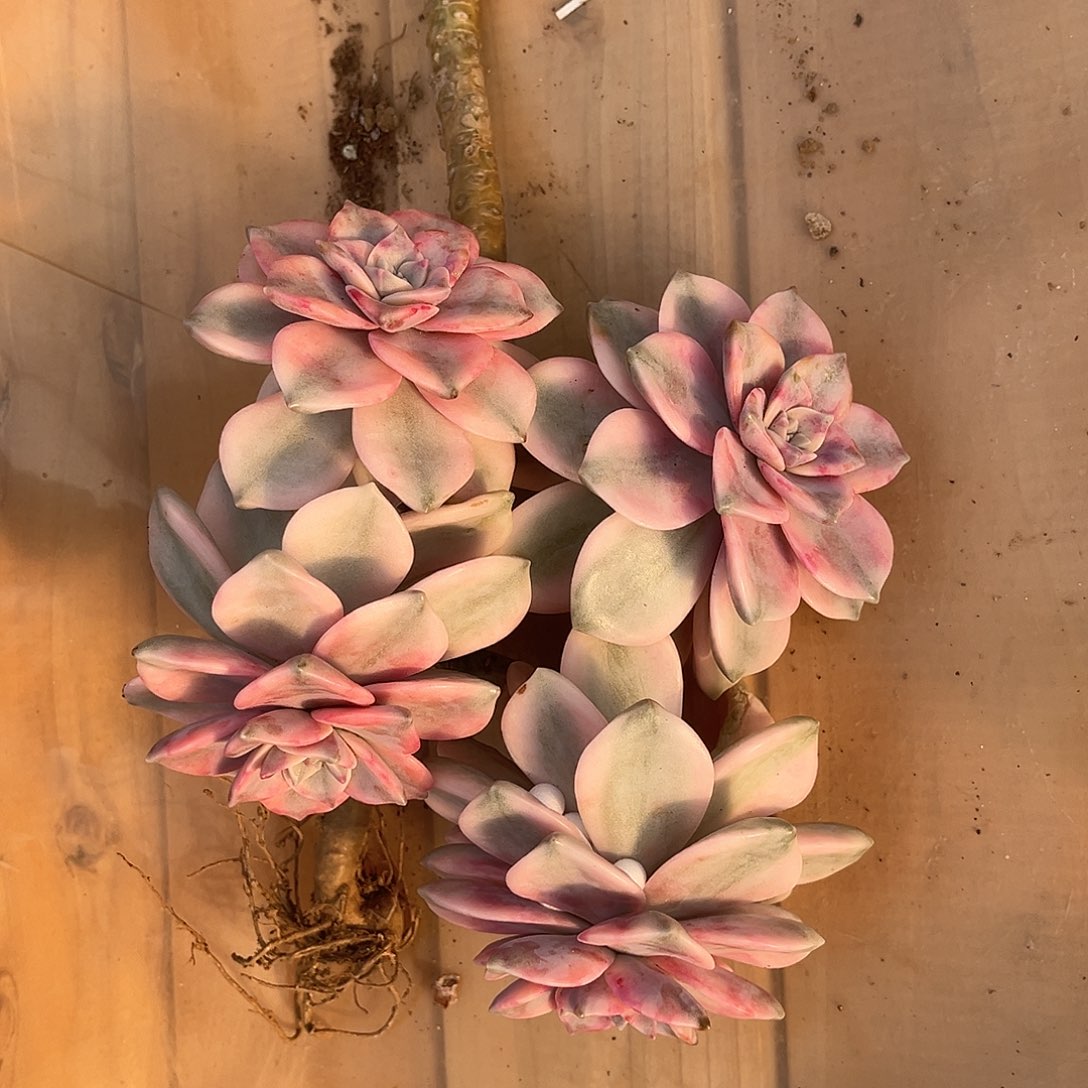 国*?多肉植物冷白皮43