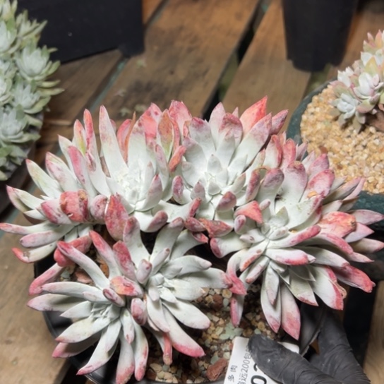 法瑞白雪～一物一拍7303