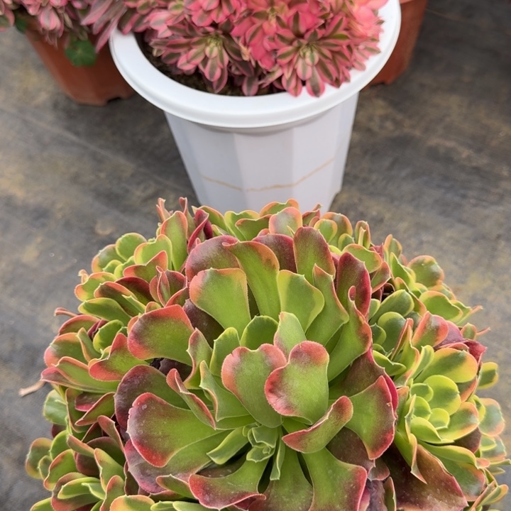 花好月又圆0420-57