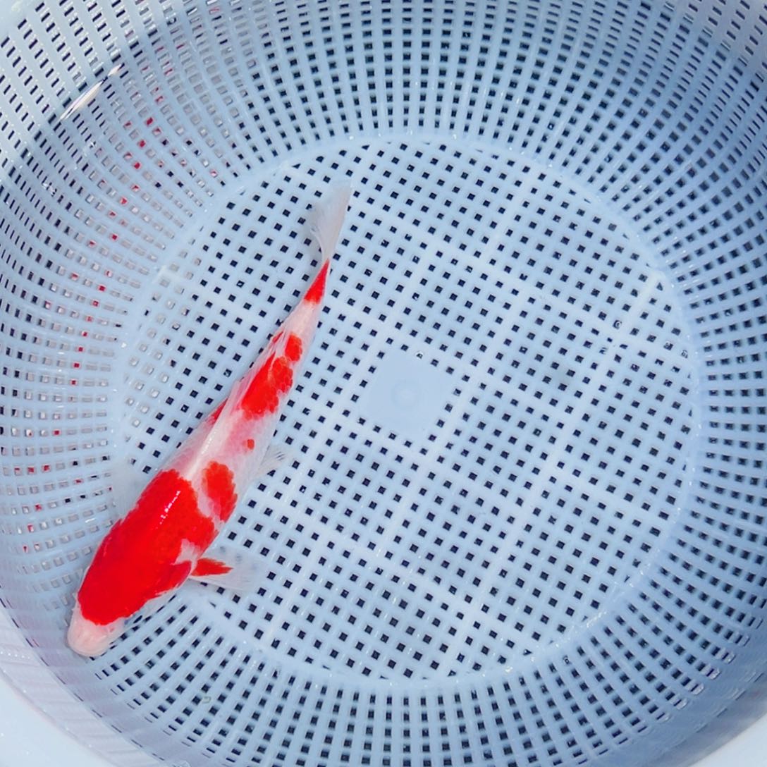 锦鲤锦鲤观赏鱼1111