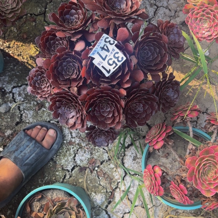法师多肉27-22包邮花花