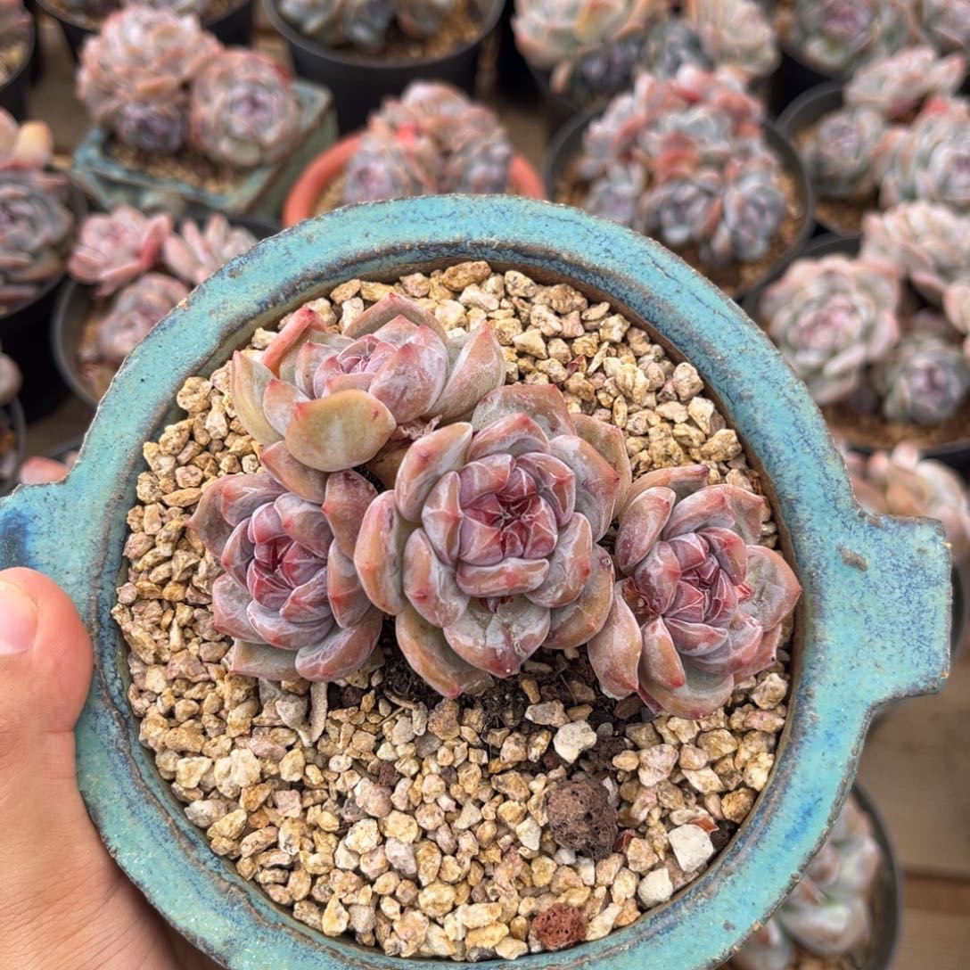 爬地小脸哈哈哈哈哈哈