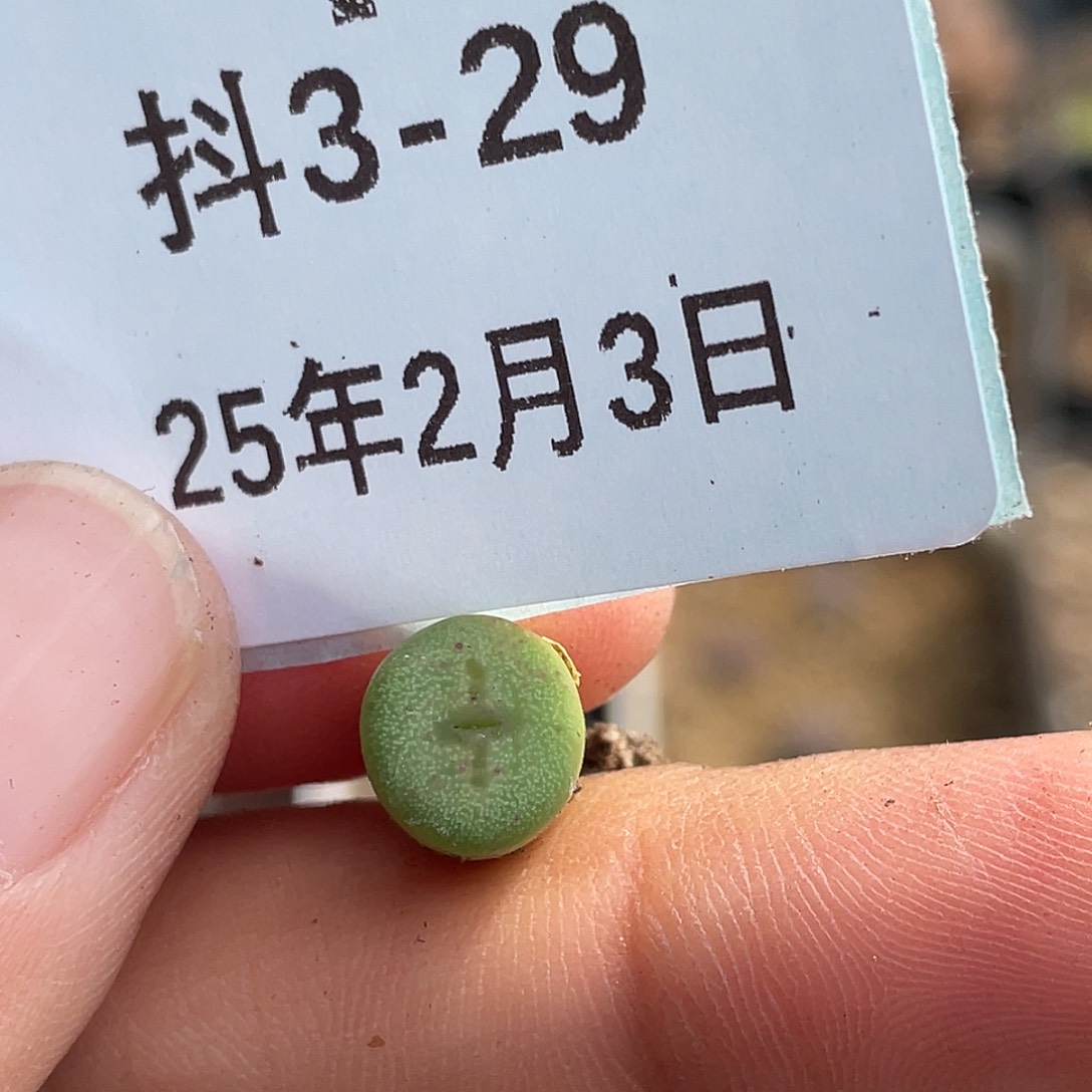 3-29十字钮扣多肉植物