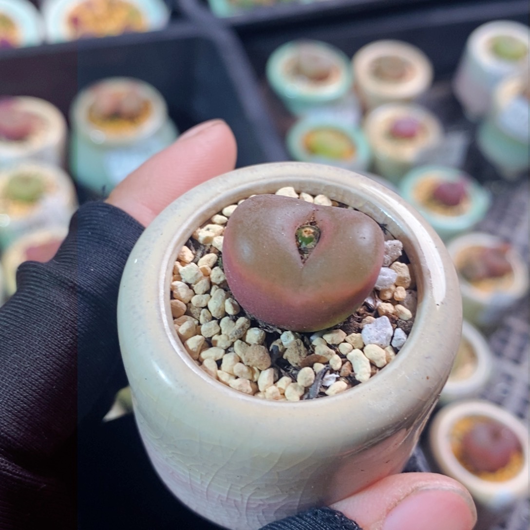 2772-一物一拍带盆