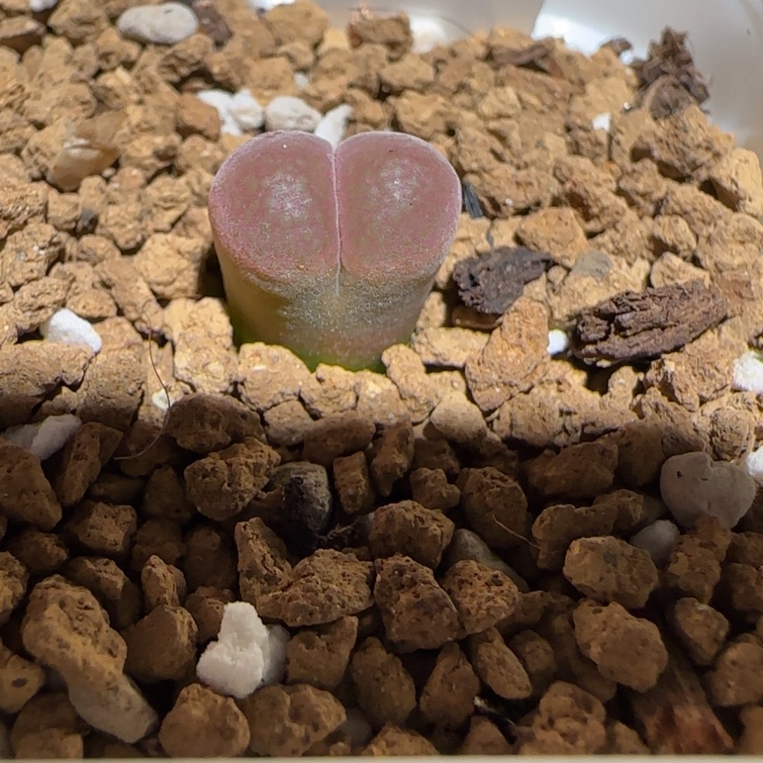肉锥多肉植物组合-红风铃112