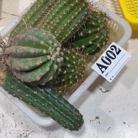 瑕疵的毛花柱a 002