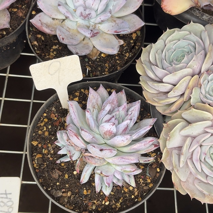 *****两单包邮，一物一拍，105,9