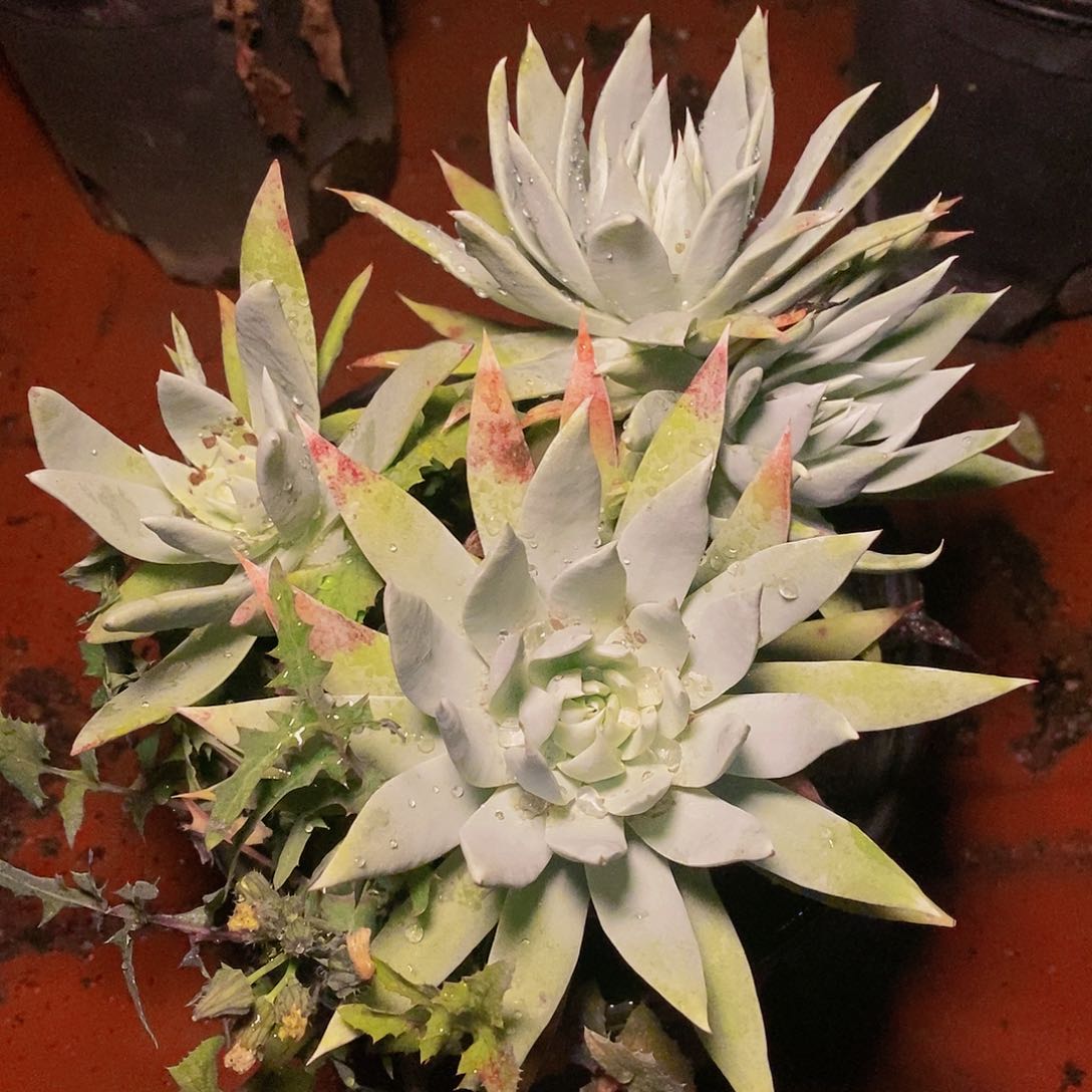 【闪购商品】哈哈哈哈布瑞东尼雪山1212