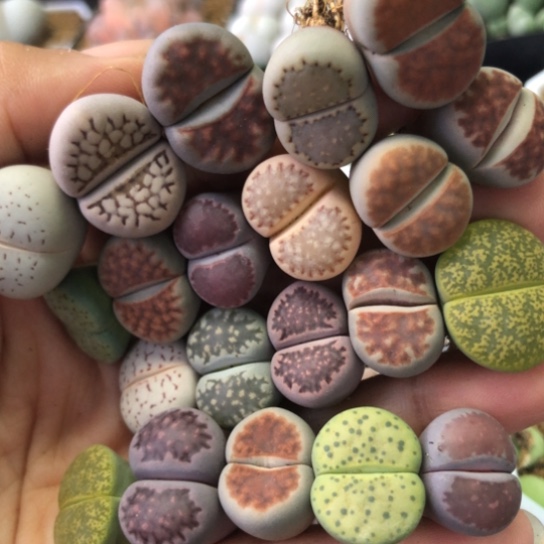 0162，22棵母本如图