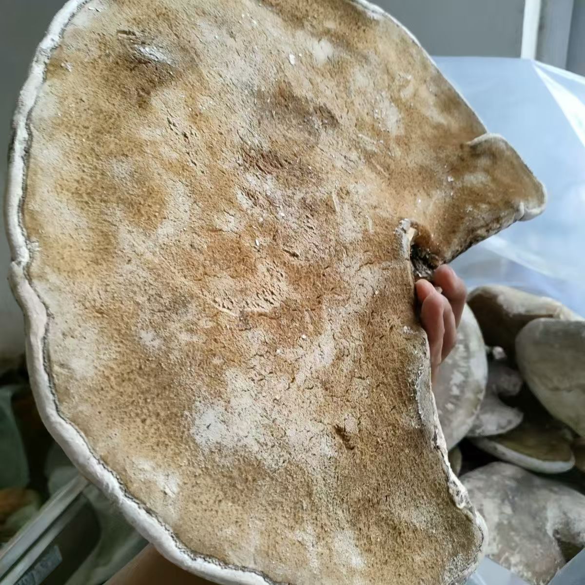 【乌蒙山货】云南下山货白灵芝整个泡酒