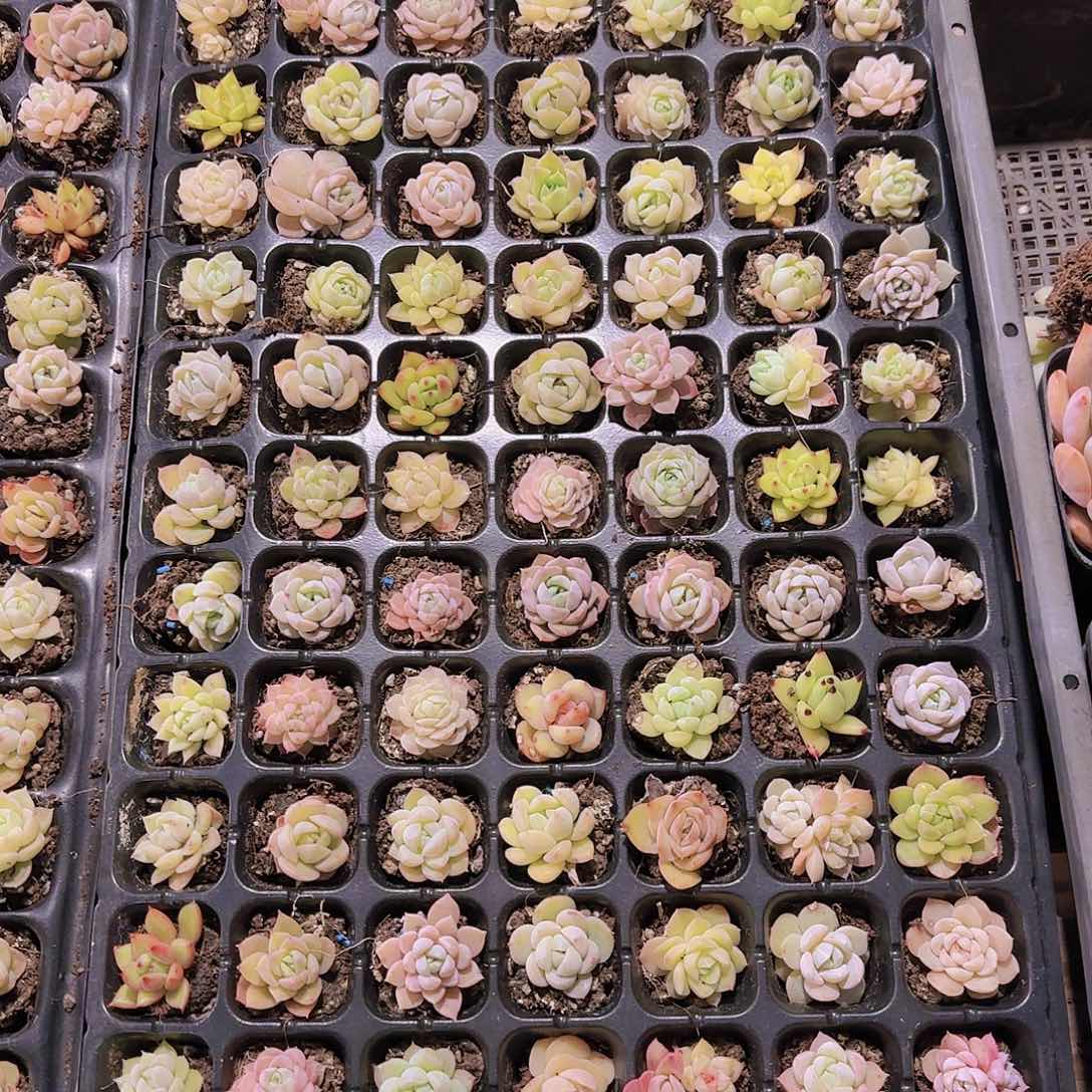 直播一物一拍多肉163