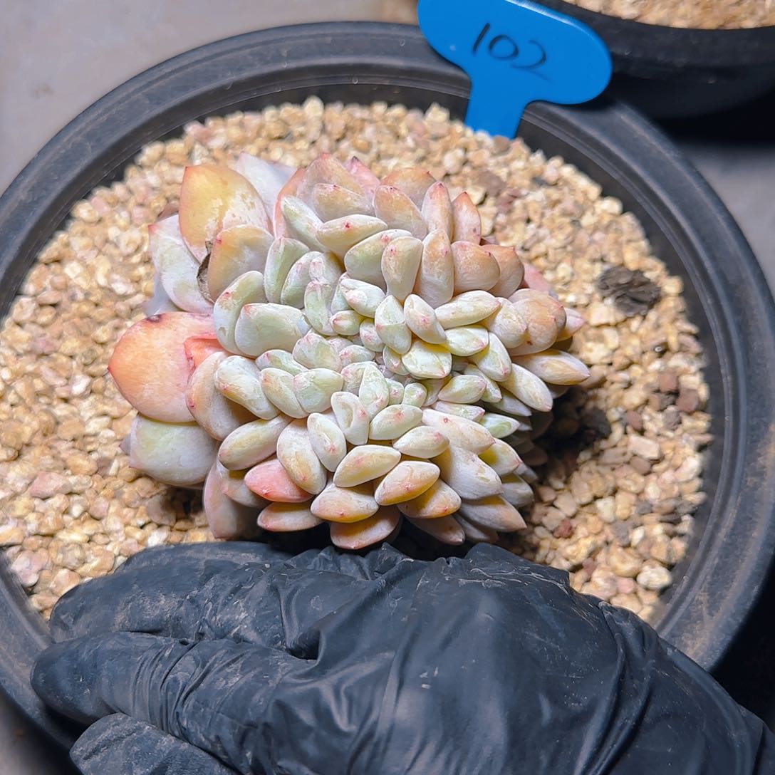 莲*星影缀102号一物一拍