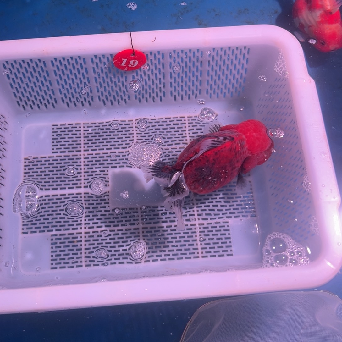 孟***诺海水鱼你好意思的