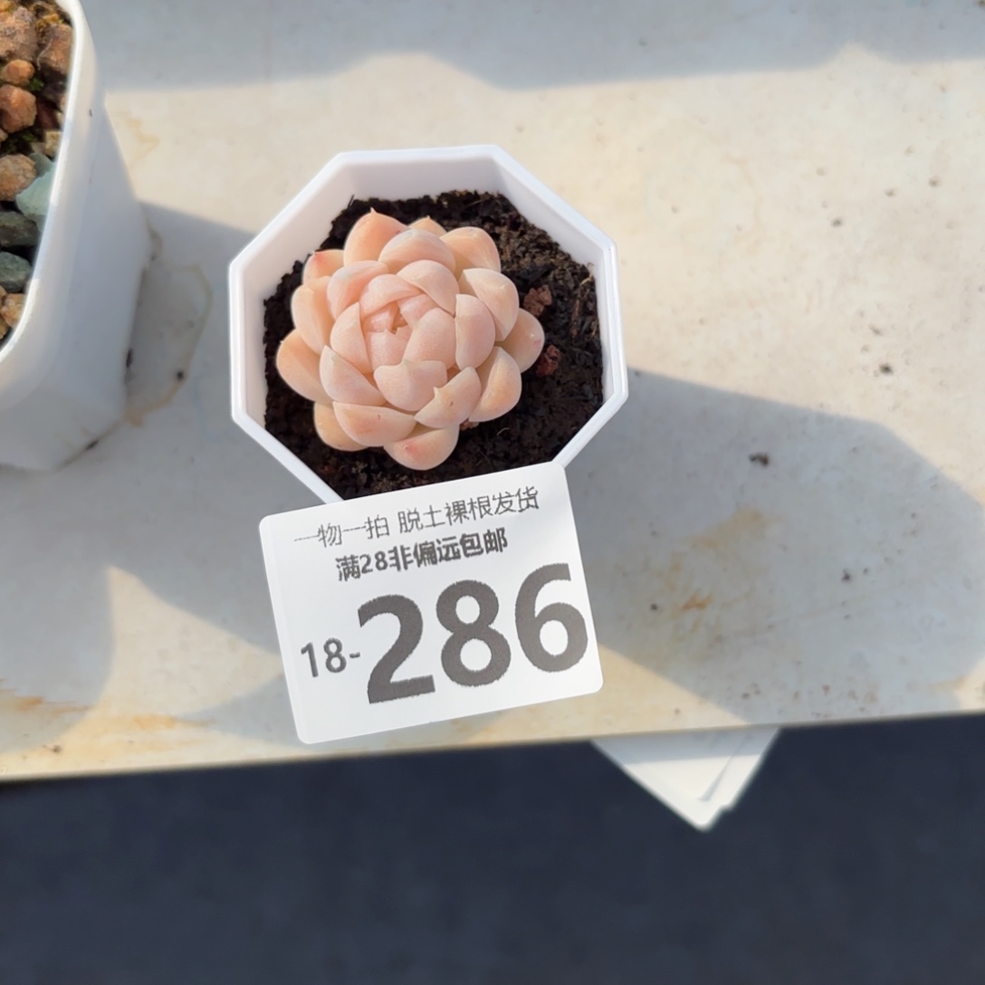 白梦单头多肉多肉