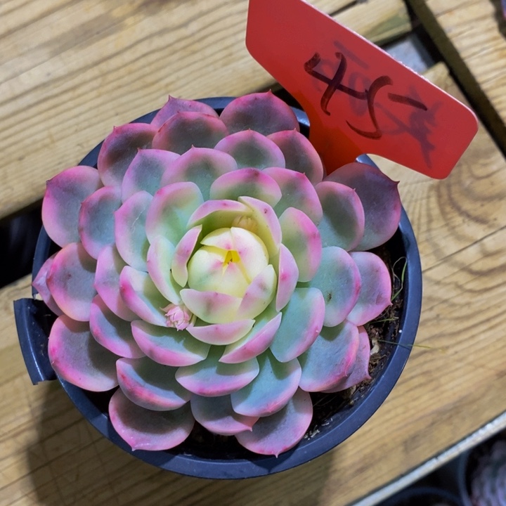 这个我是很看好啊我们一定