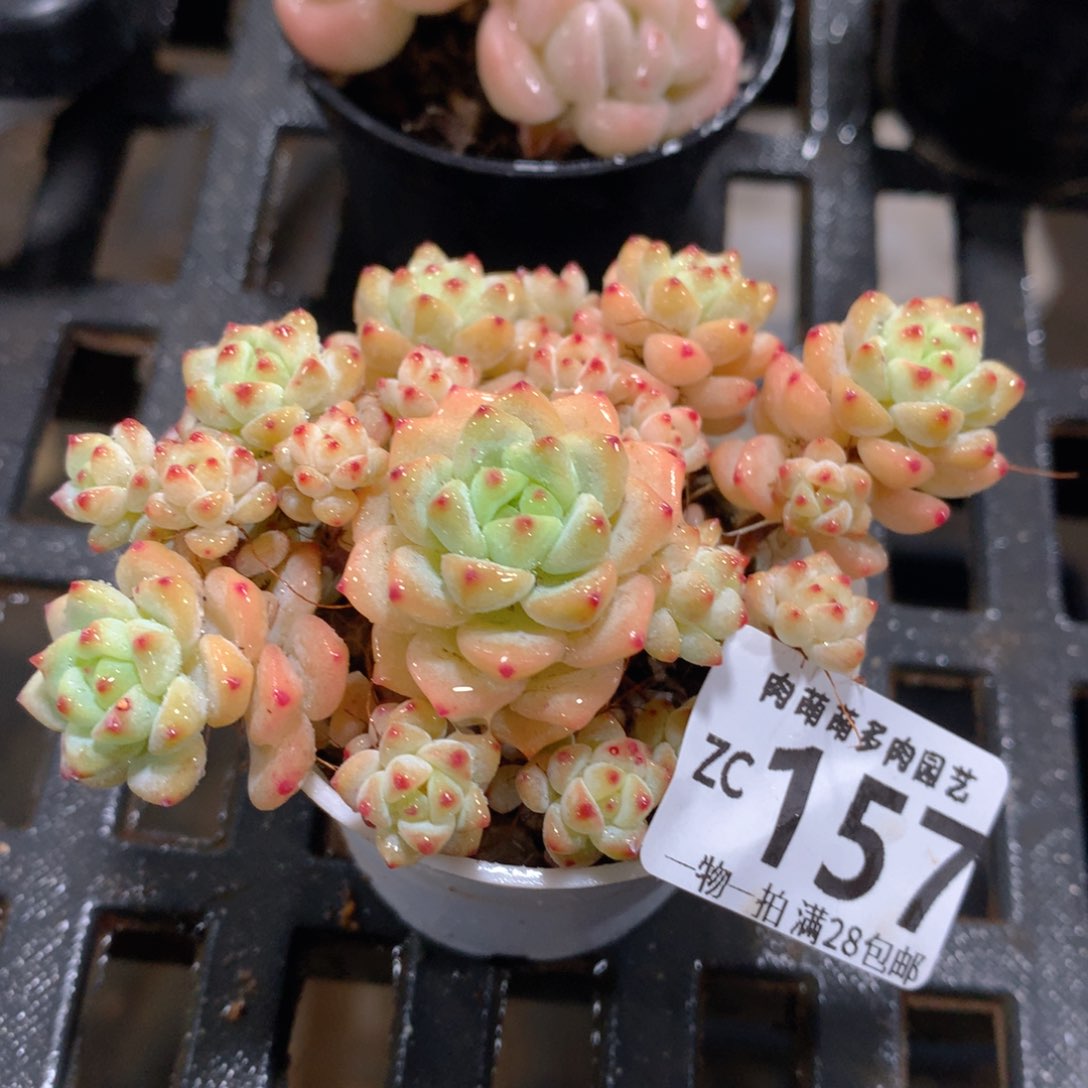 肉萌萌拇指盆精控多肉ZC157