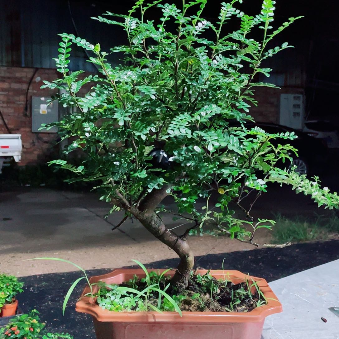 当前无花栽培后可以开花老桩胡椒木，整高50.盆长28