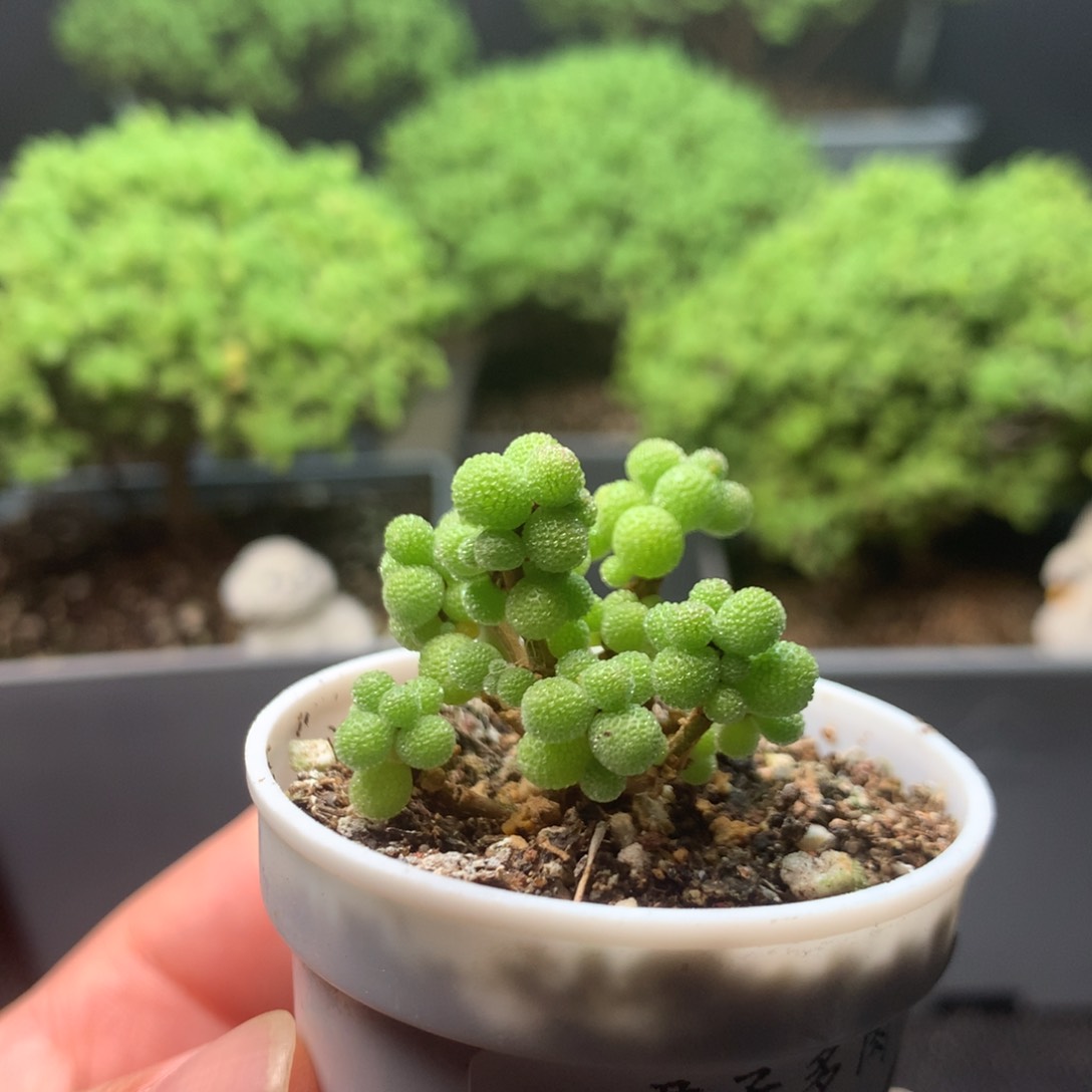 044米粒。                   