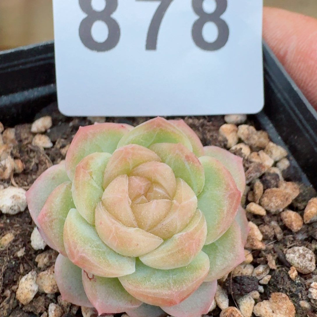 无尽灯         多肉植物