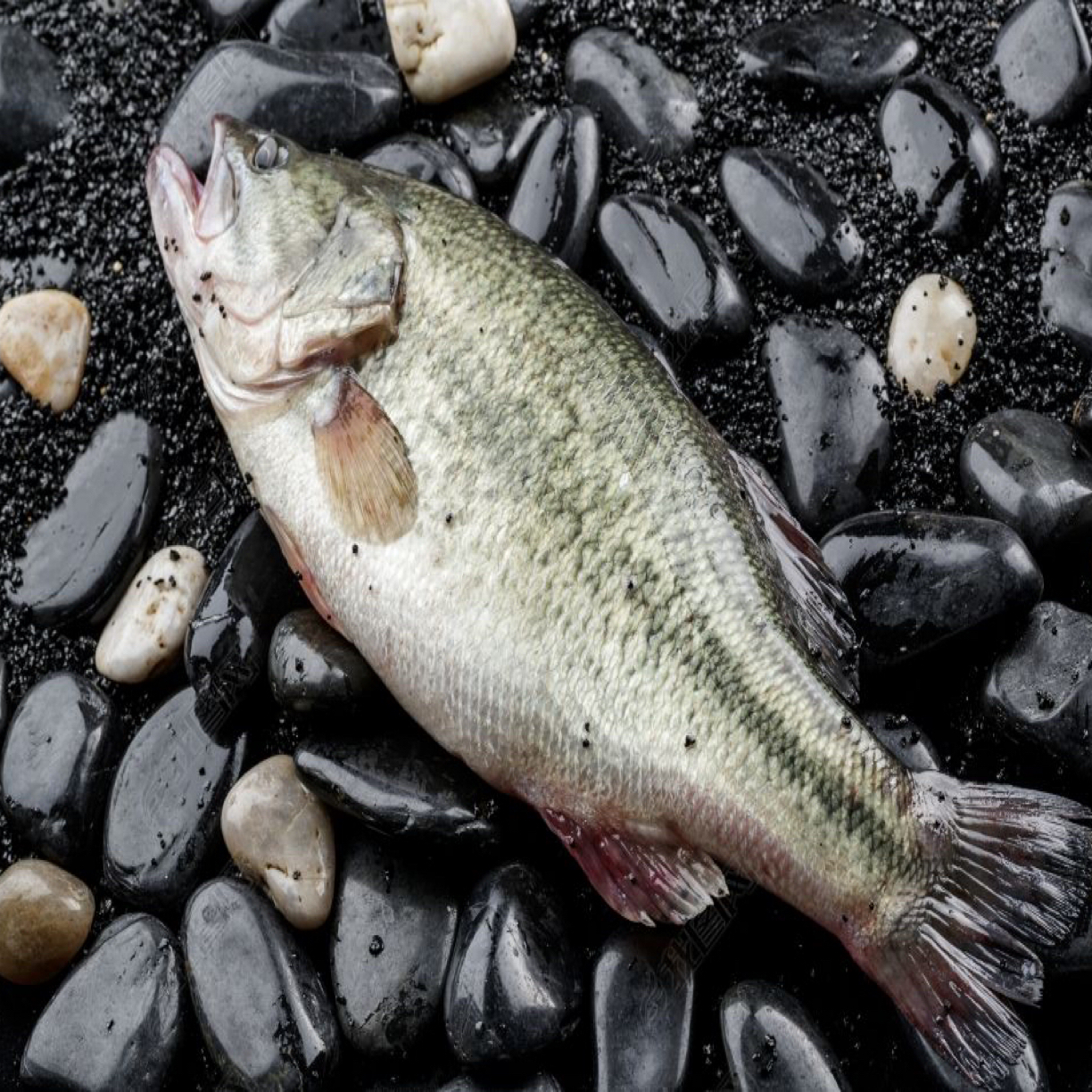 鲜活鲈鱼鲈宝一根刺