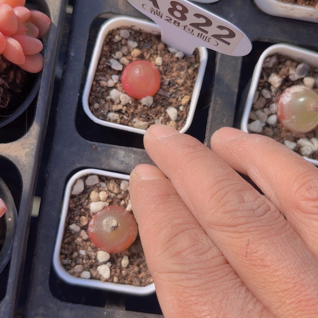 A822灯泡一物一拍