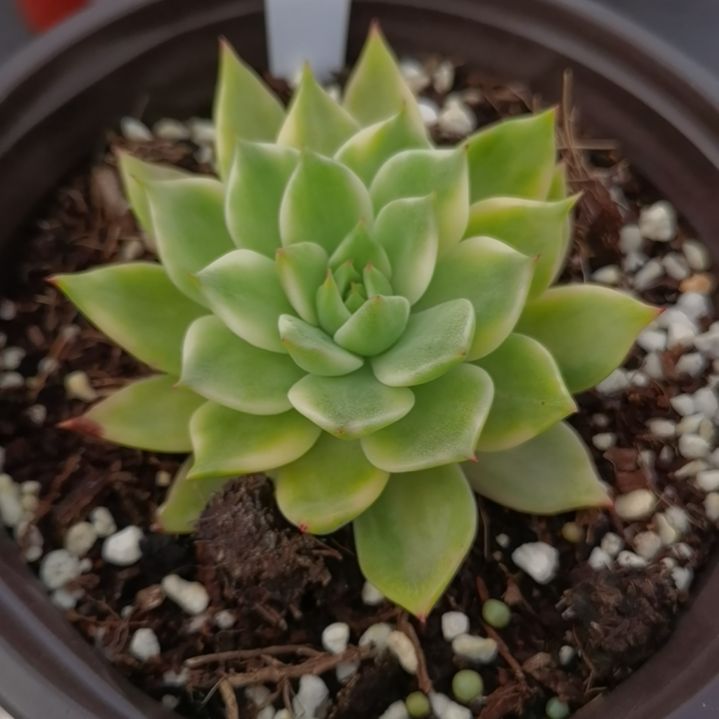 弗兰克白覆轮锦多肉植物