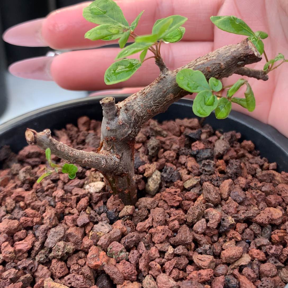 奥比克橄榄奥比克橄榄