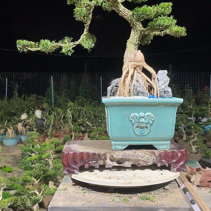 完全开放纳****板黄杨盆景园林植物