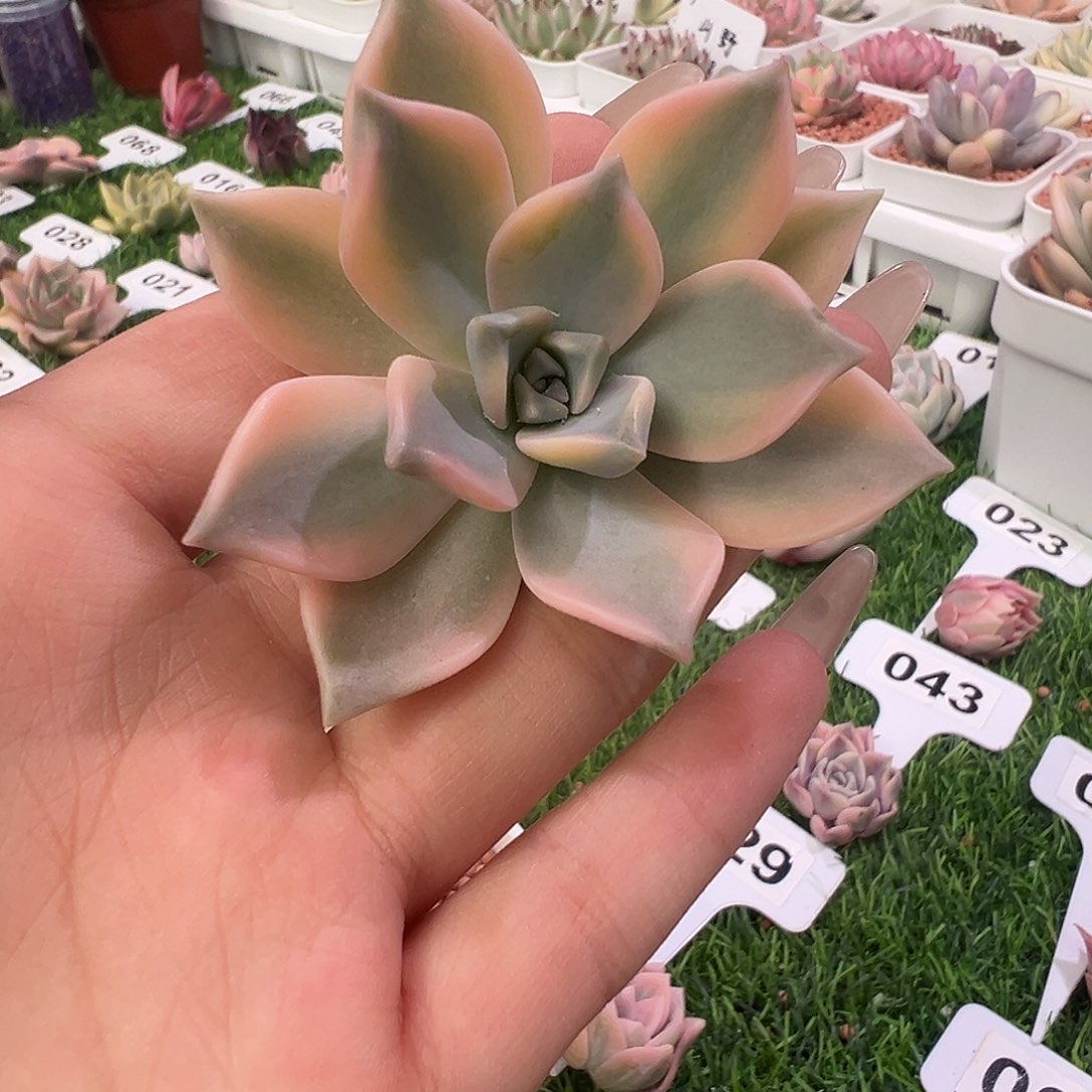 胧月头盖多肉植物一物一拍