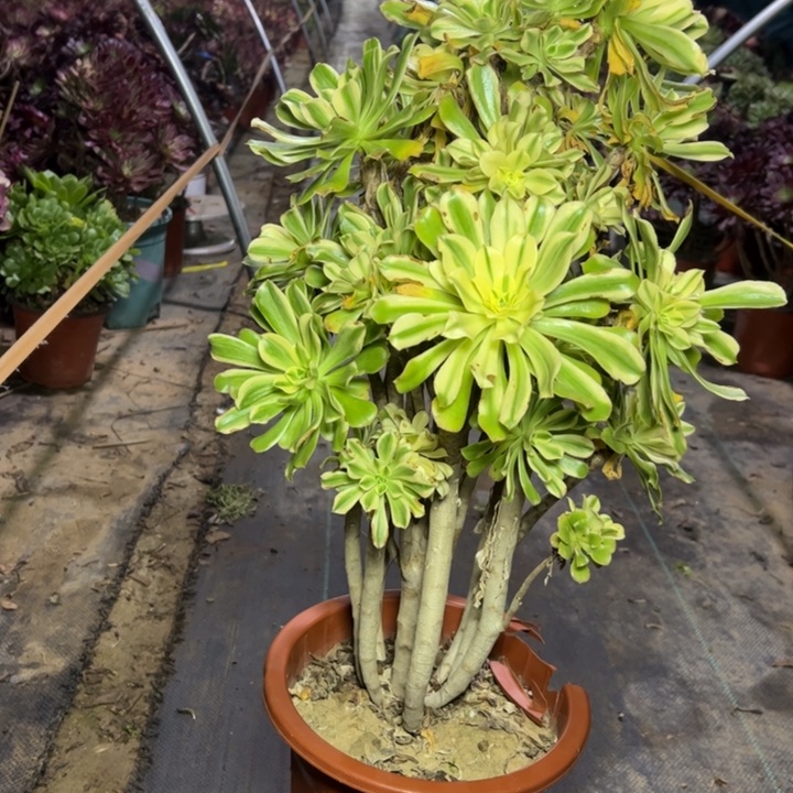 14艳日伞多肉多肉多肉多肉