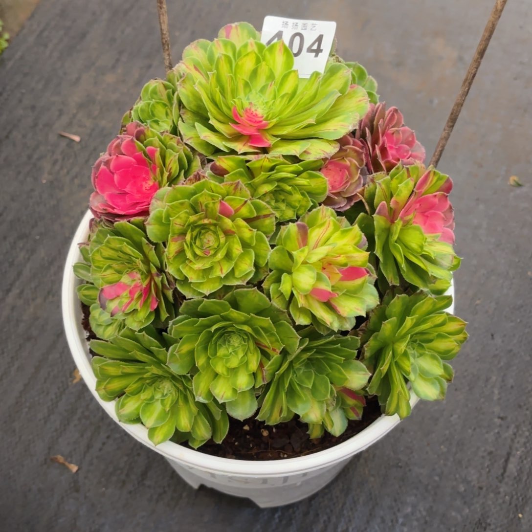 @****雅123  404多肉法师