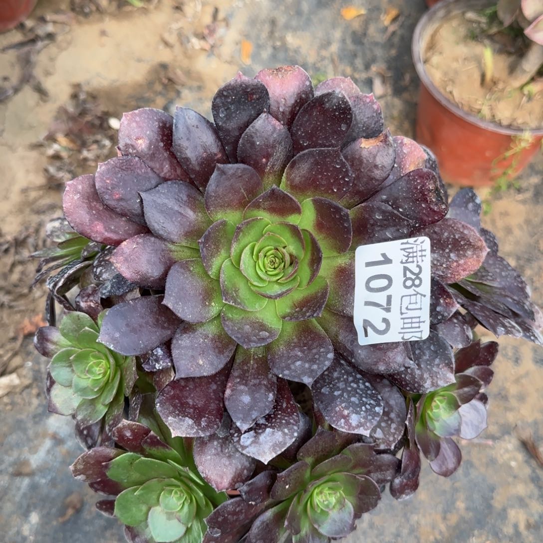 黑骑士多肉1072满28包邮断枝不包