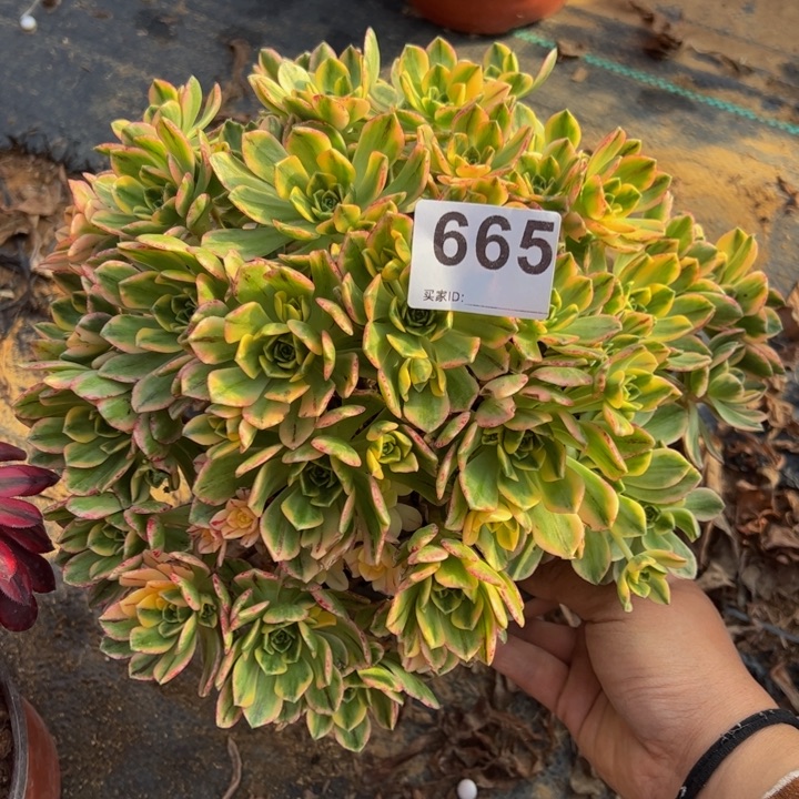 甜茶多肉植物665