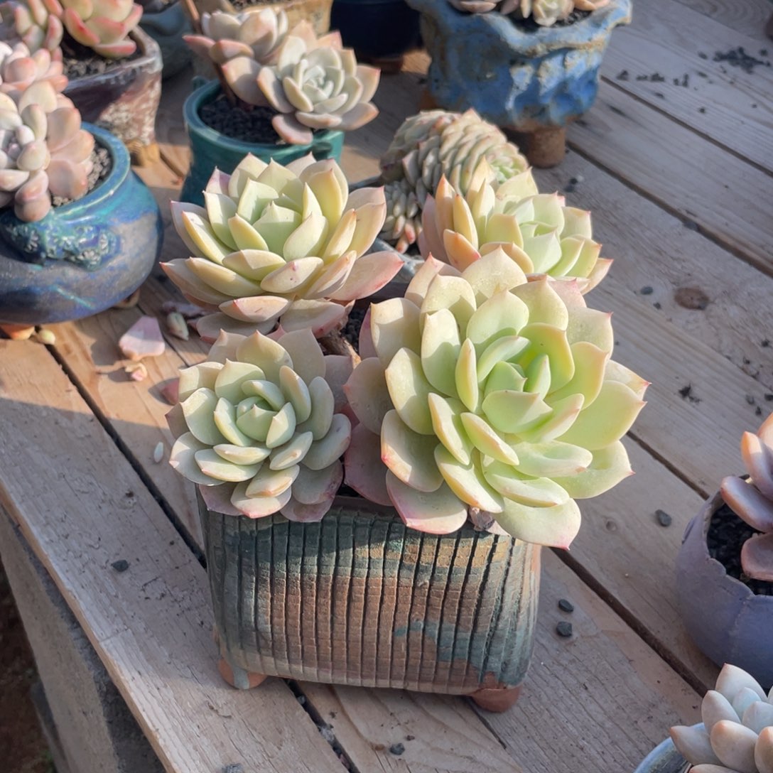 多肉植物多肉植物