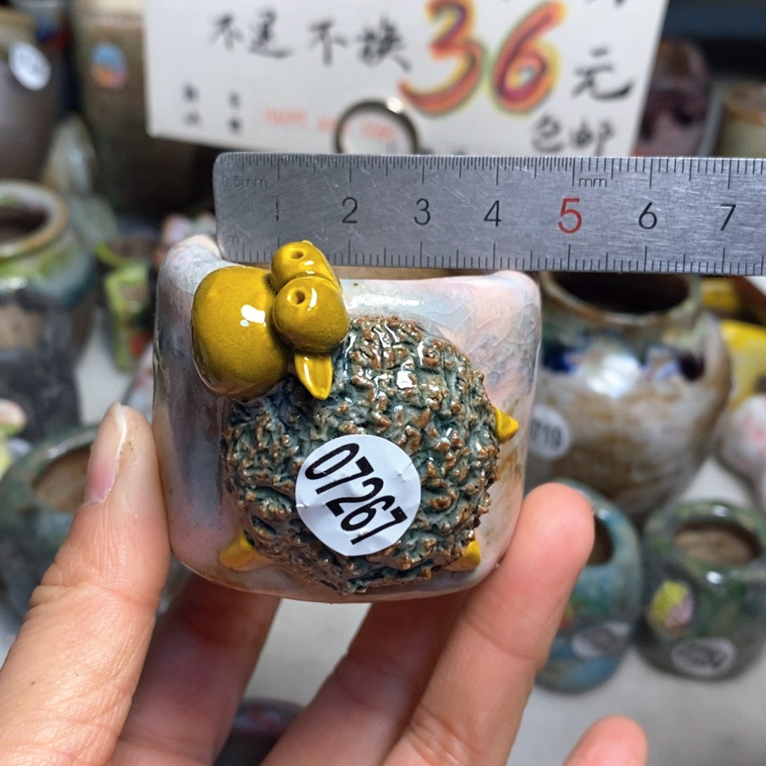 花盆拍3送一个小礼物