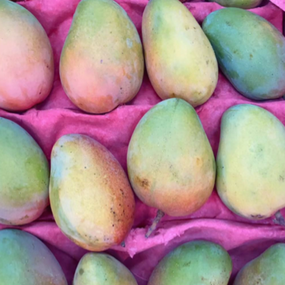 小台芒，新鲜到货‼️ 10斤/5斤一袋