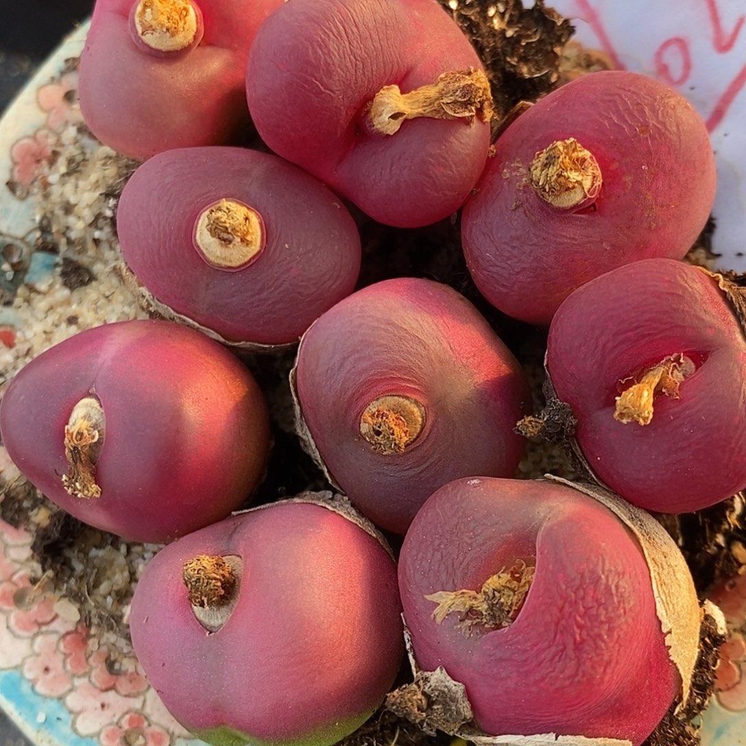 1020大红母本桃子一组。  