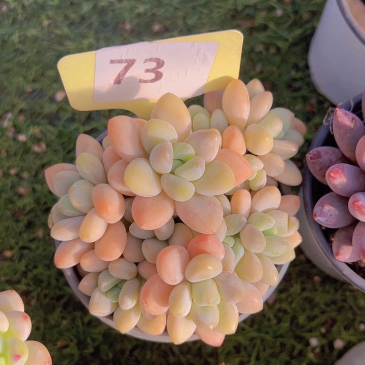 健健康康平平安安