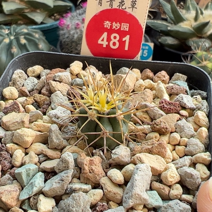 实生优选金刺金冠龙1.7cm