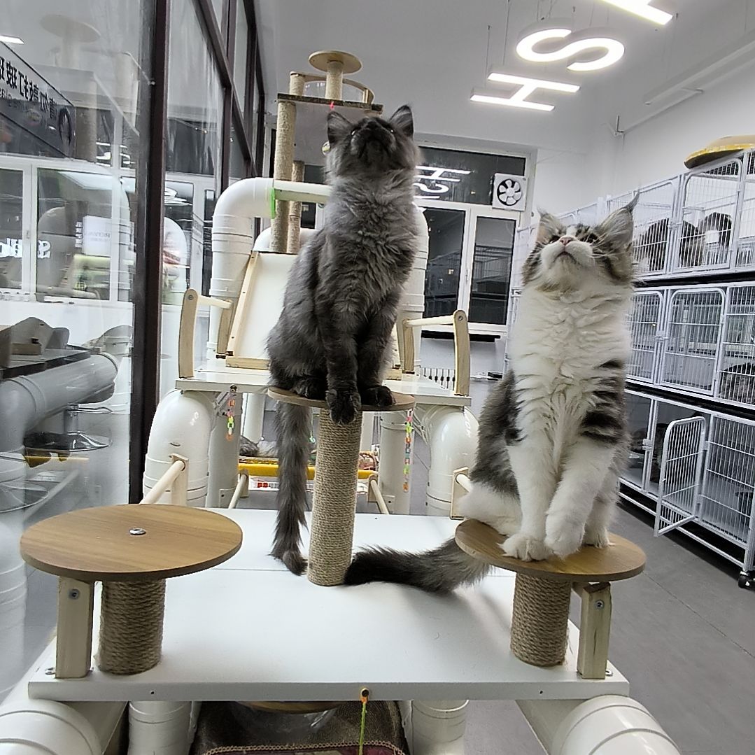 缅因正八开脸棕虎加白妹妹