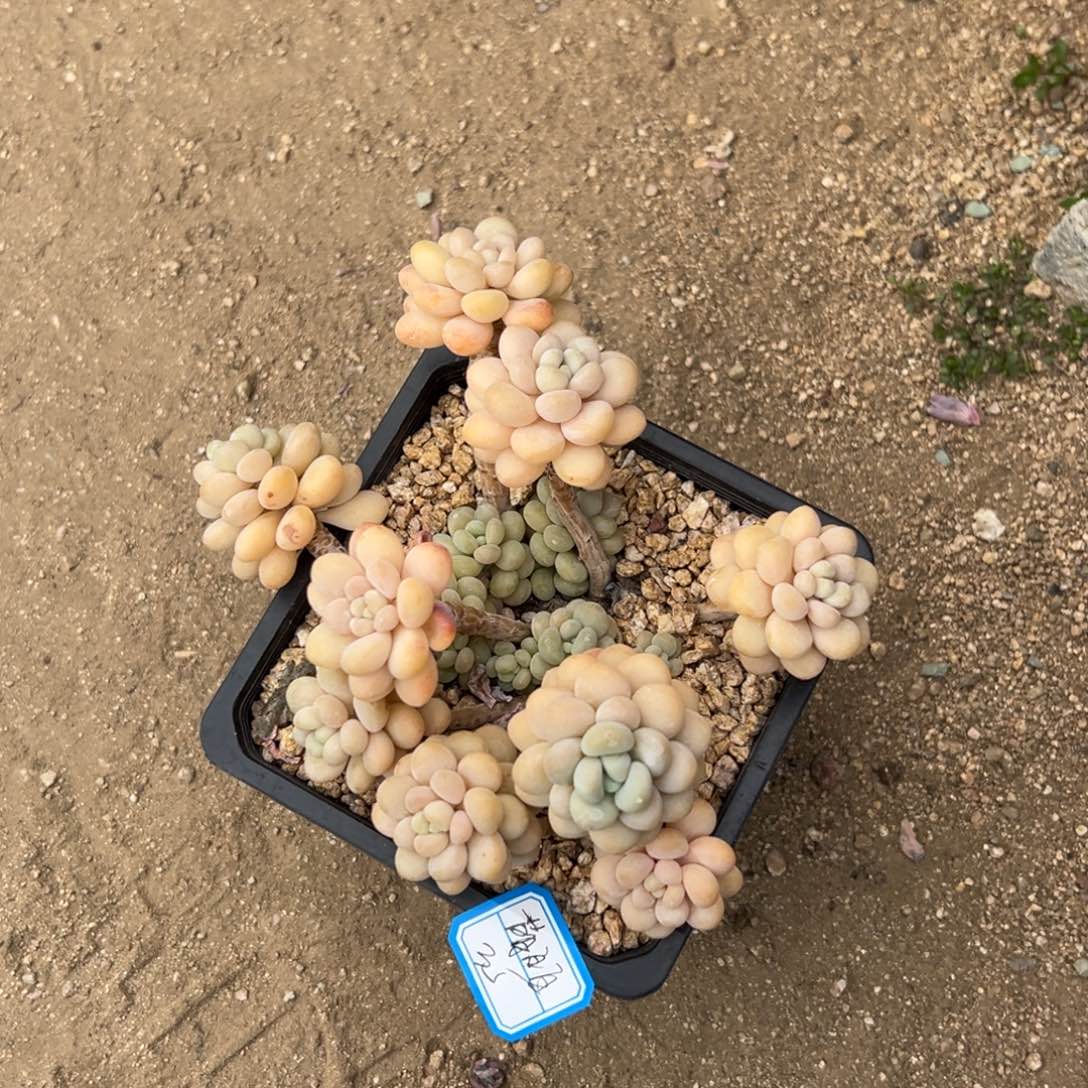 萌**❦1111111111111111111