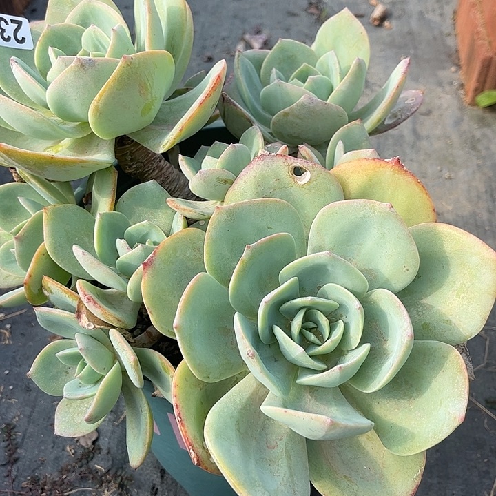 灯***子234白凤脱土发货不退不换