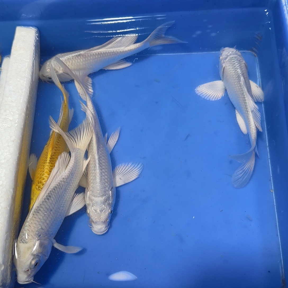 用***比蝴蝶鲤鱼四白一金