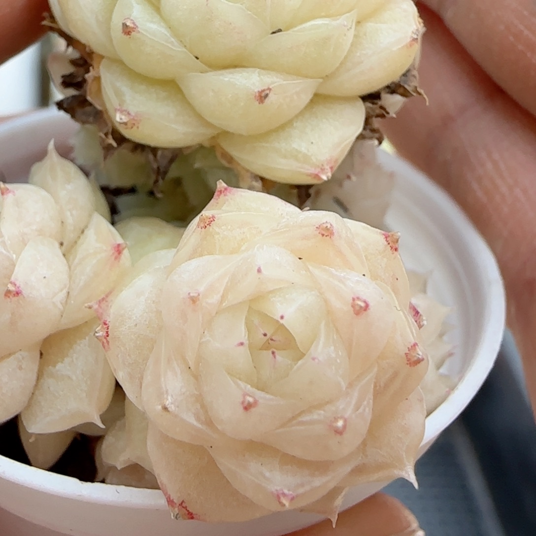 【闪购商品】0115-118散